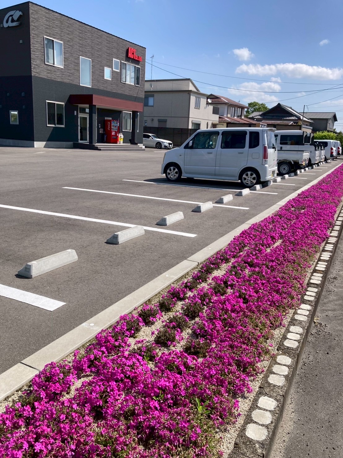 アクト芝桜の様子1