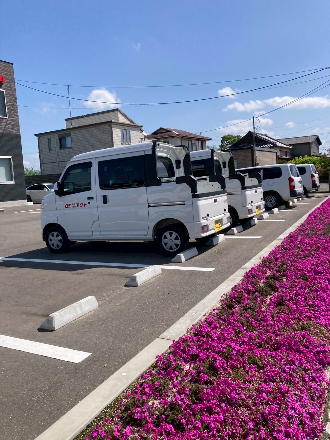 アクト芝桜の様子2