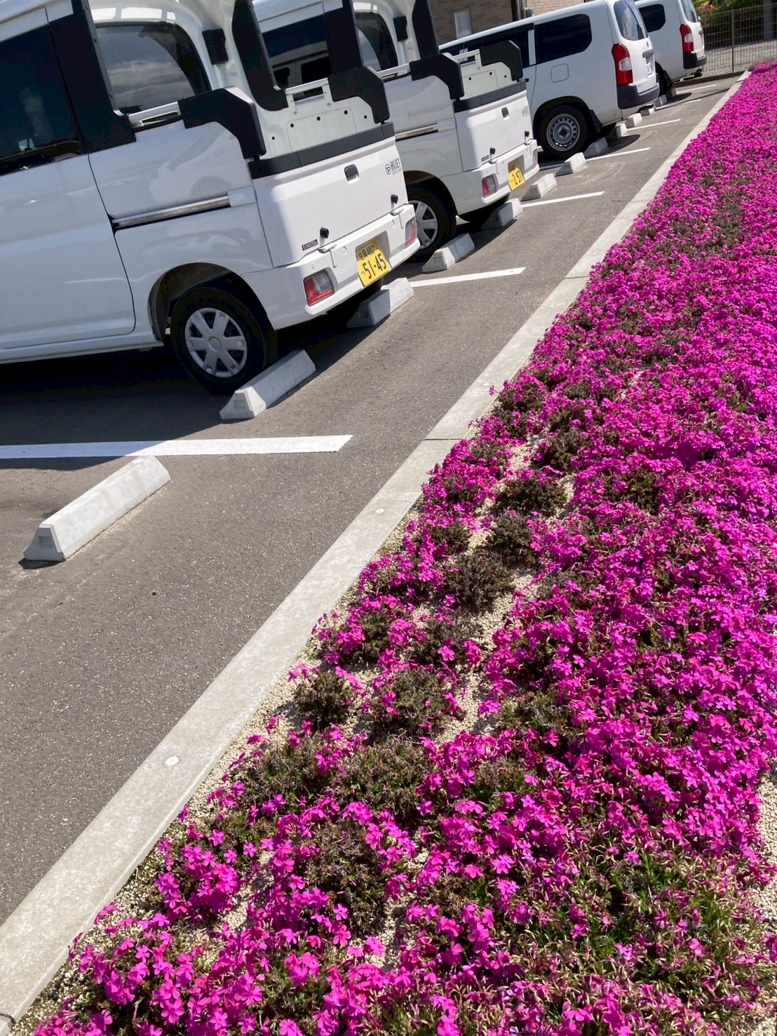 アクト芝桜の様子3