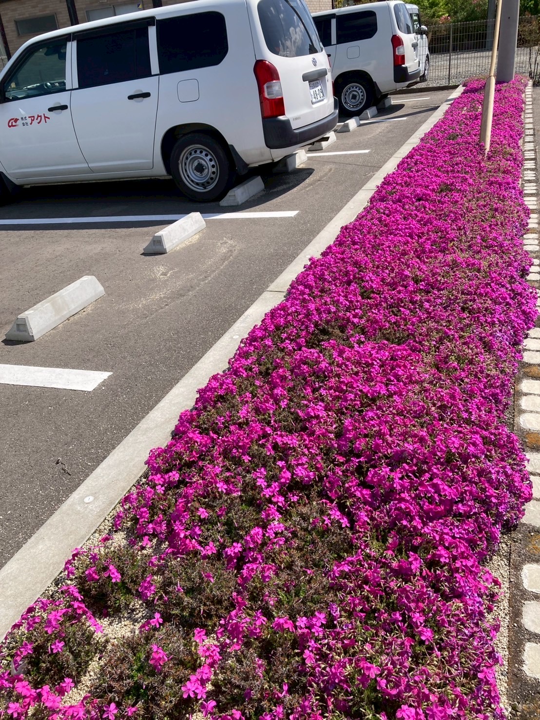 アクト芝桜の様子4