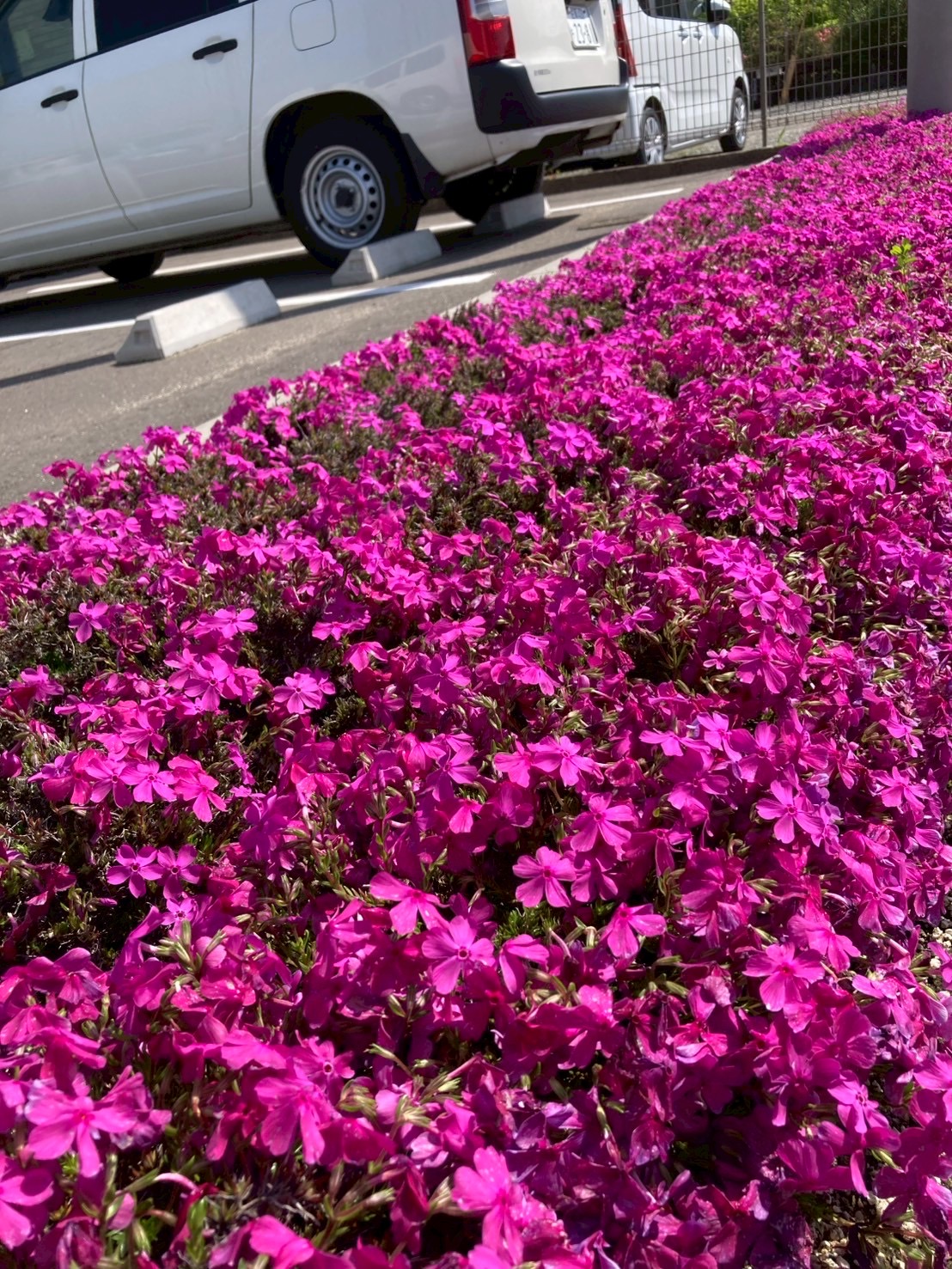 アクト芝桜の様子5