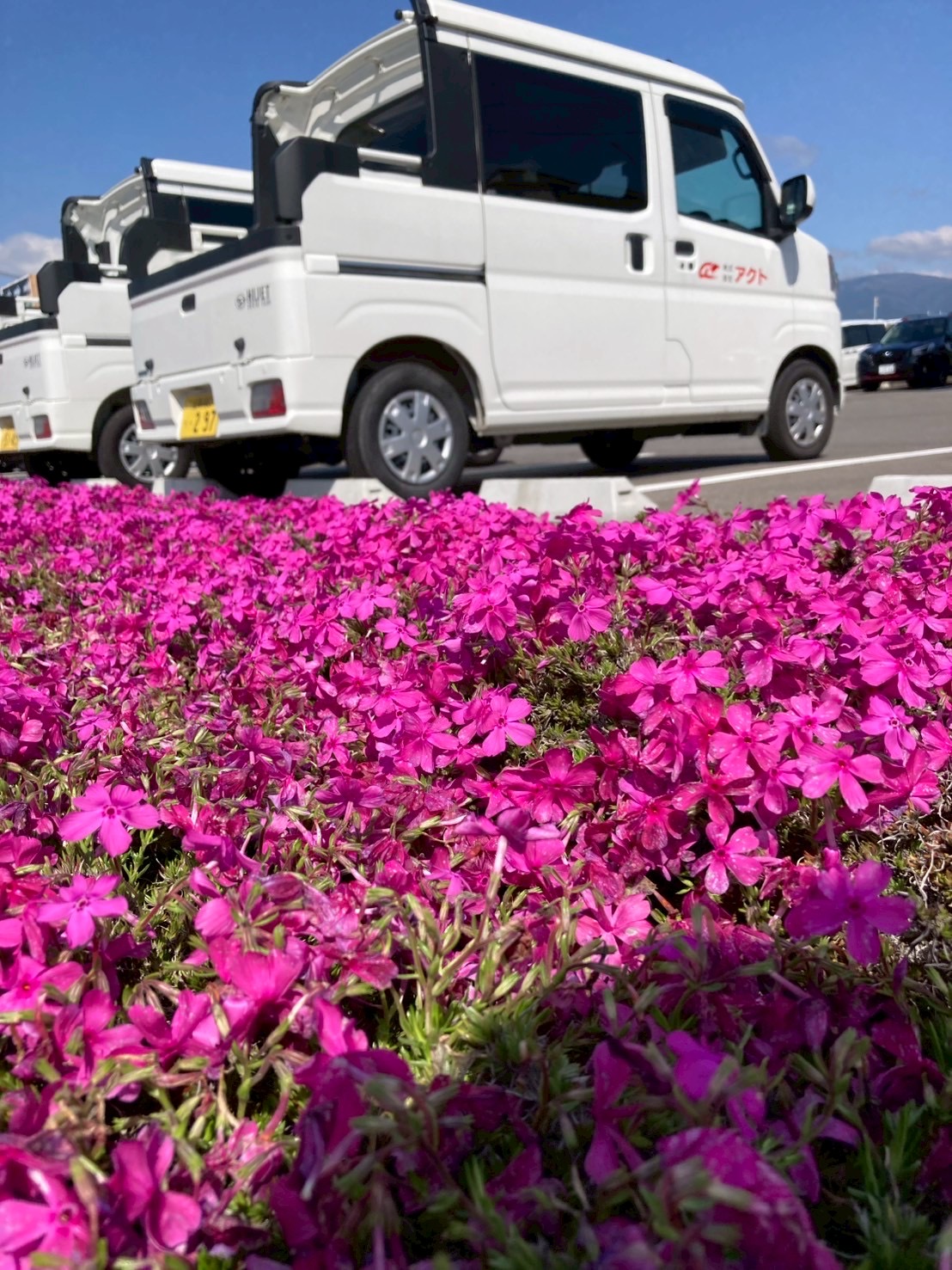 アクト芝桜の様子6