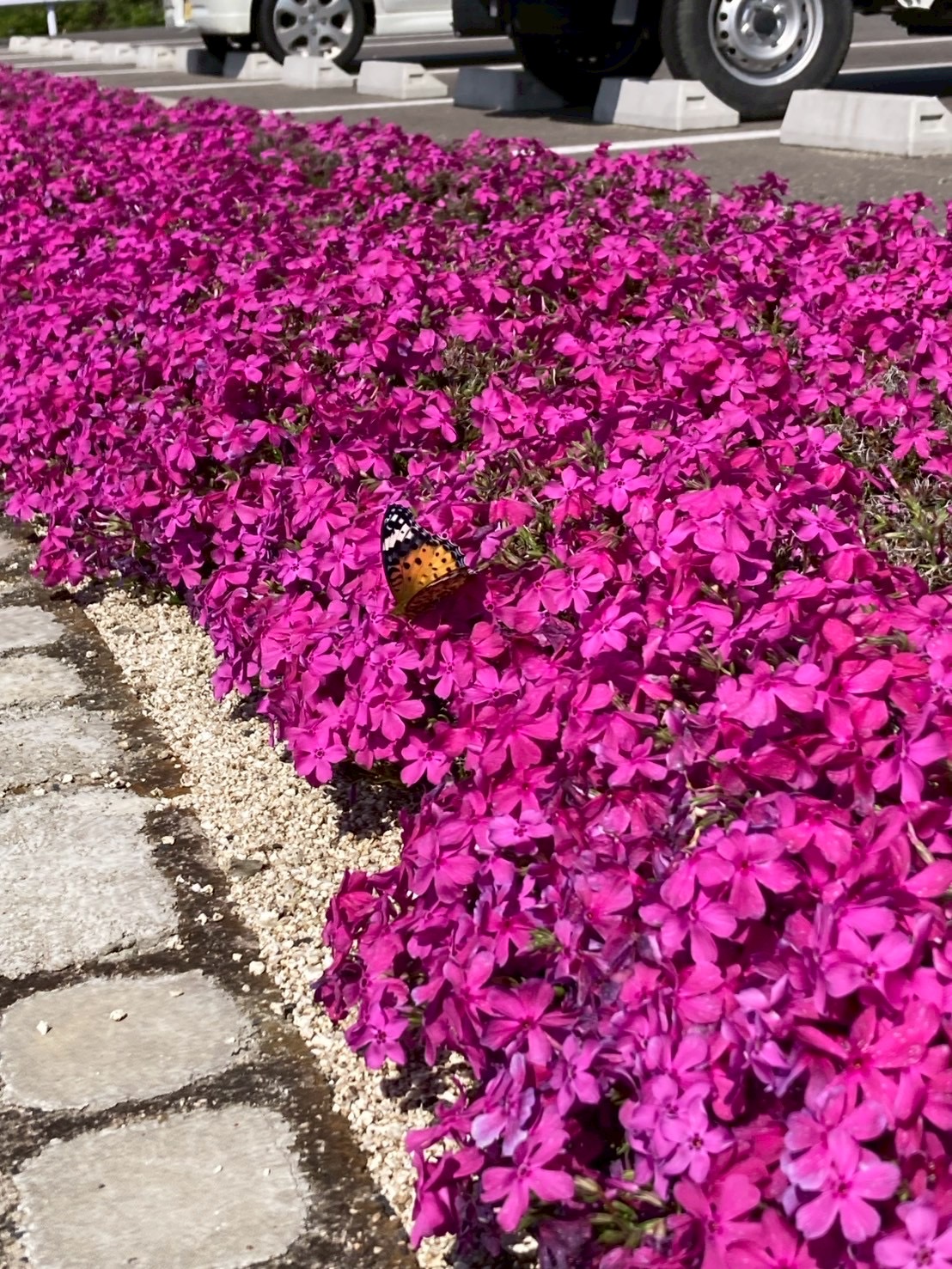 アクト芝桜の様子7