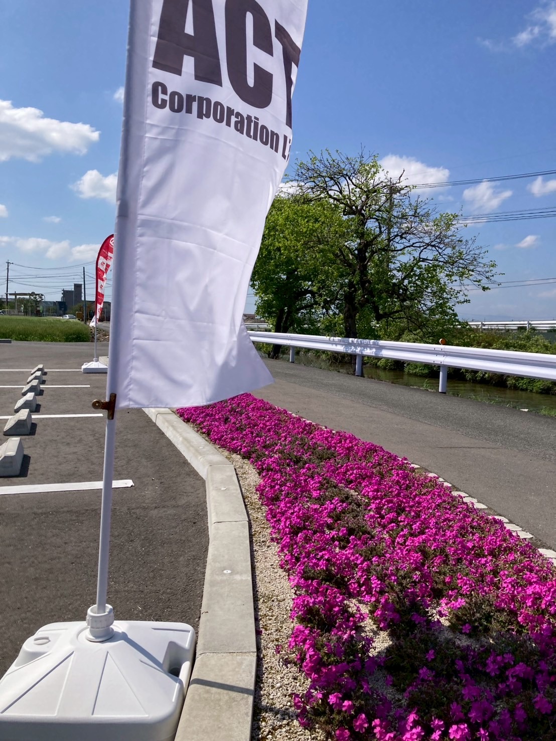 アクト芝桜の様子8