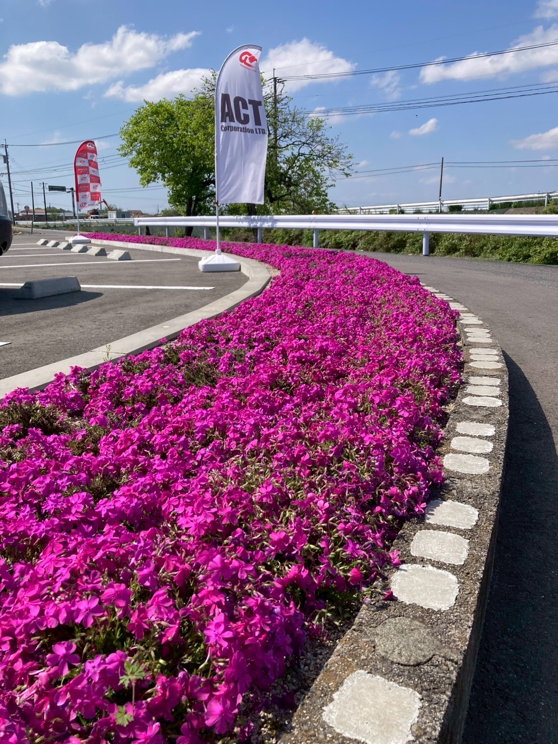 アクト芝桜の様子9